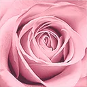 La Vie en Rose Oman